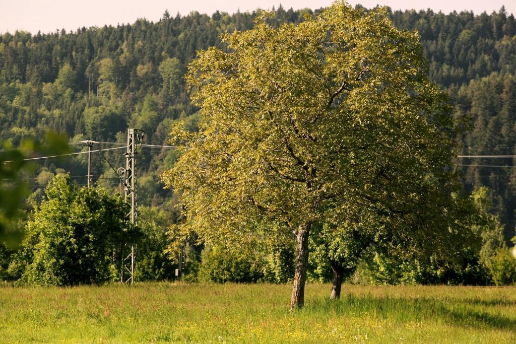 Hotel Rainhof Scheune & Naturpark Restaurant Kirchzarten Zewnętrze zdjęcie